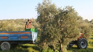 Zeytinlik Tartışmaları Gölgesinde Enerji Yatırımlarına Hız Veriliyor