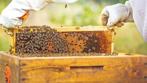 Orman Yangınları Arıcılığı Vurdu: Binlerce Kovan Küle Döndü, Bal Üretimi Alarmda