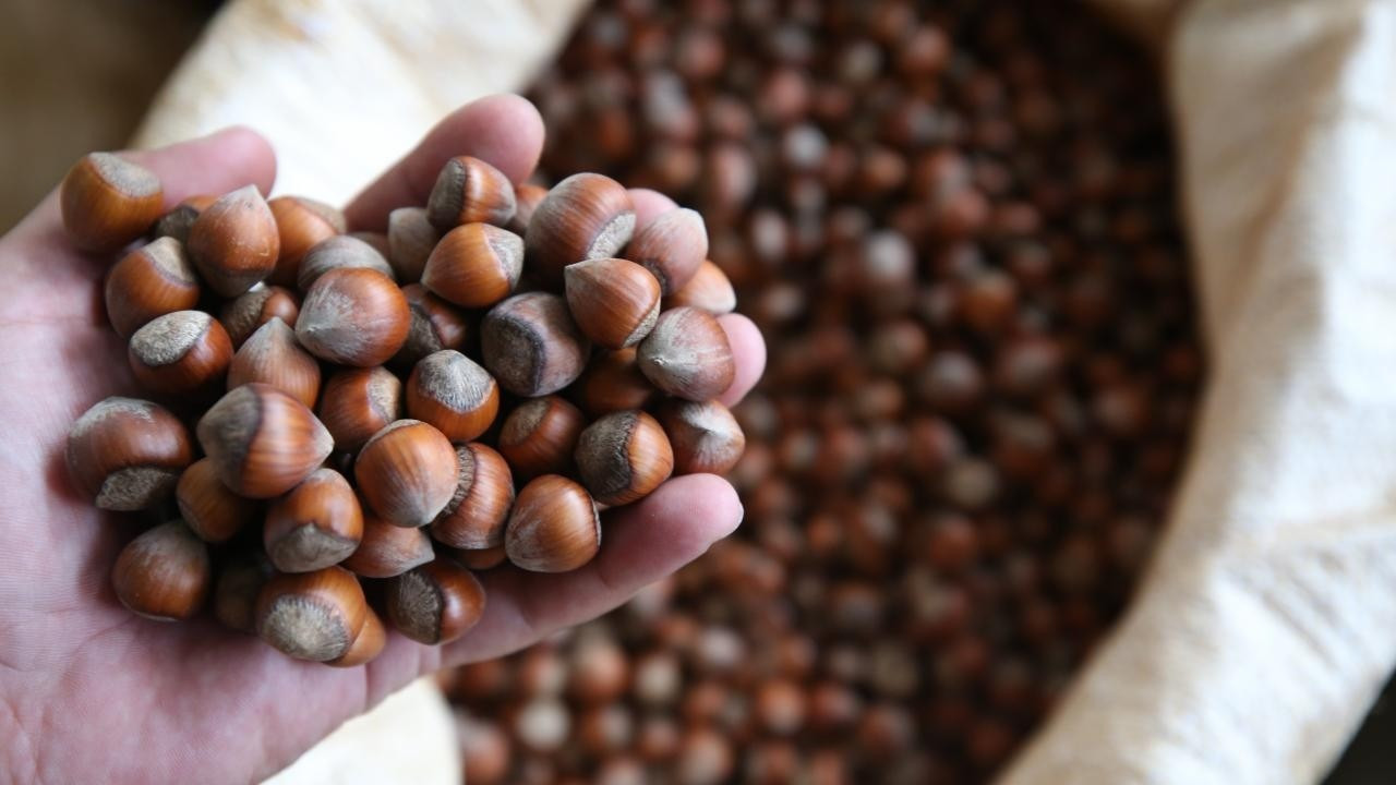 TMO Fındık Alım Fiyatlarını Açıkladı: Giresun Kalite 200 TL