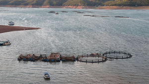 Tokat’tan Dört Ülkeye Balık İhracatı: Alabalık ve Somon Dünya Pazarlarında