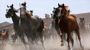 TİGEM’den Safkan Arap Koşu Tayı İhalesi: 69 Tay Yeni Sahiplerini Arıyor