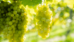 Sarıgöl Ovası’nda Sultani Üzüm Hasadı Coşkusu: Üreticiler İhracata Odaklandı