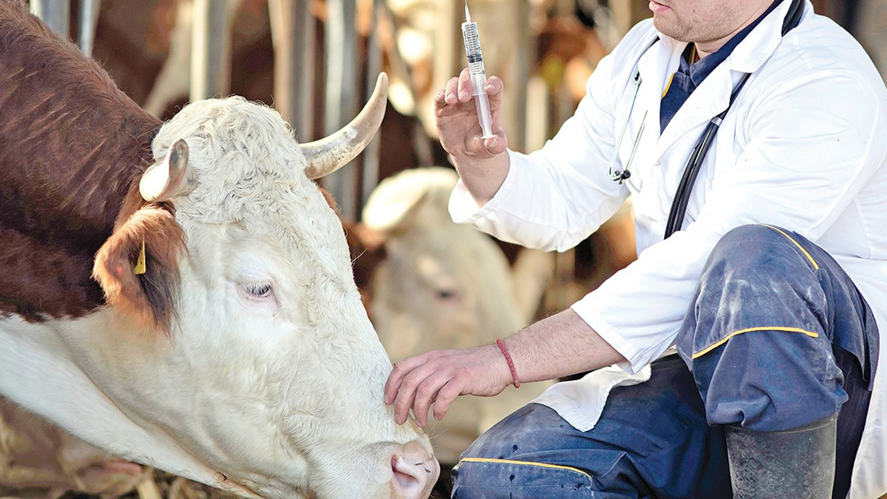 Şap Hastalığında En Zorlu Süreç Geride Kaldı: Sektörden Destek Çağrısı