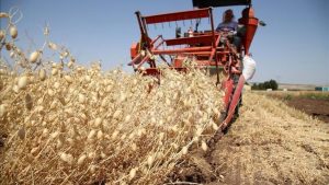 Kuraklık Nohut Üretimini Vurdu: Tohumluk Bile Çıkmadı, Fiyatlar Artacak Mı?