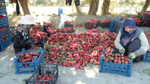 Erzincan’da Tarım Atağı: Genç Girişimci 100 Tonluk Üretim Hedefini Aştı