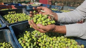 Hatay’da Sofralık Zeytin Hasadı Başladı: Tarlada Kilosu 55 TL’den Alıcı Buluyor