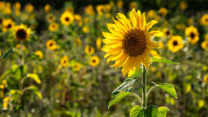 Bayburt’ta Çerezlik Ayçiçeği Üretimi Patladı: Ekim Alanı 5 Bin Dekarı Aştı