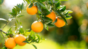 Finike Portakalı Hasadı Başladı: Coğrafi İşaretli Ürüne Yoğun Talep