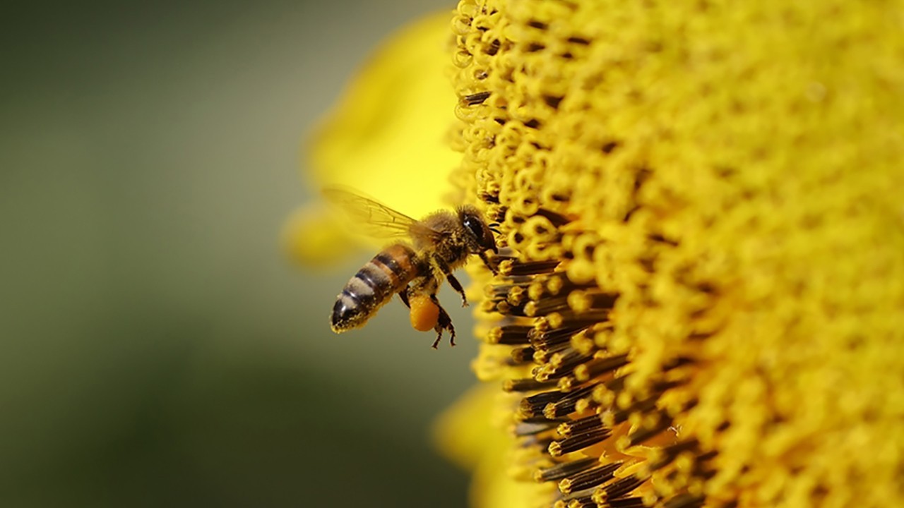 Arıların Vızıltısı Tehlikede: 577 Milyar Dolarlık Ekonomi Risk Altında