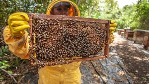 Arıcılık Sektörüne Alternatif Çözümler: Bal Dışı Gelir Kaynakları Öne Çıkıyor