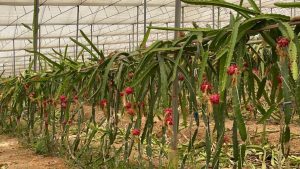 Alanya’da Ejder Meyvesi Üreticisi Yüzü Gülüyor: Yüksek Verim, Bol Kazanç