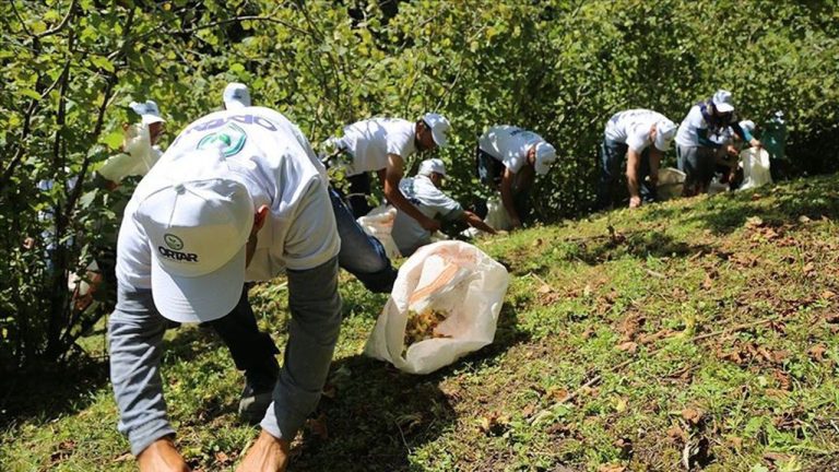 Giresun’da 2025 Fındık Hasadı İşçi Yevmiyeleri Belli Oldu: İşte Yeni Tarifeler