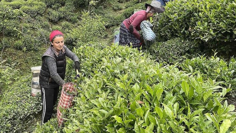 ÇAYKUR’dan Üreticilere Uyarı: İkinci Sürgün Hasatta Acele Etmeyin
