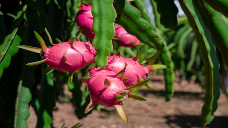 Mersin’de Pitaya Bereketi: Ejder Meyvesi Hasadı ve Yüksek Gelir