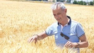 Konya’da Buğday Rekoltesi Kuraklık Etkisiyle Düşüş Bekliyor