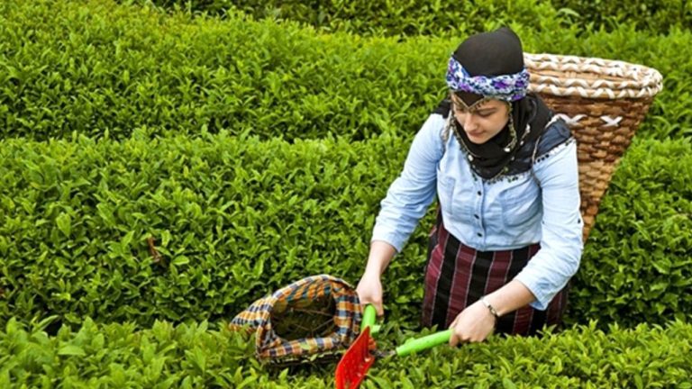 Rize Valisi’nden Çay Üreticisine Fiyat Uyarısı: Taban Fiyat Altına Satmayın!