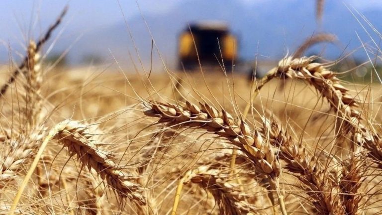 Tarım Ürünleri Fiyatlarında Sıcak Hava Etkisi: Geçici Yükseliş mi?