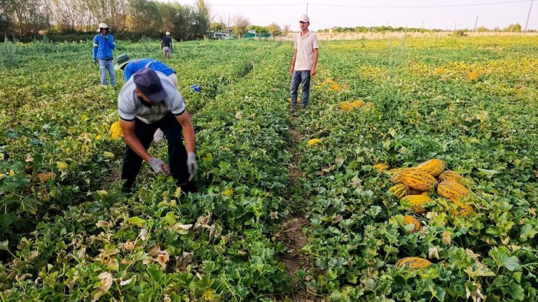 Malatya’da Kayısı Zararı Sonrası Kavun Karpuz Üreticinin Yüzünü Güldürdü