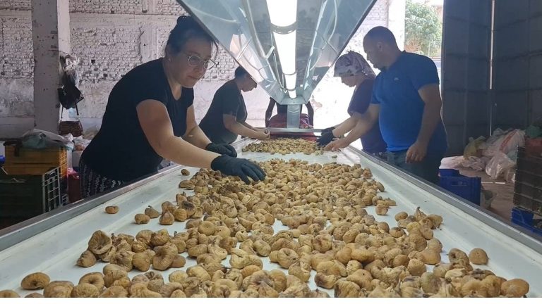 Tire’de İncir Hasadı İşçileri Aranıyor: Maaş Asgari Ücretin Dört Katı!