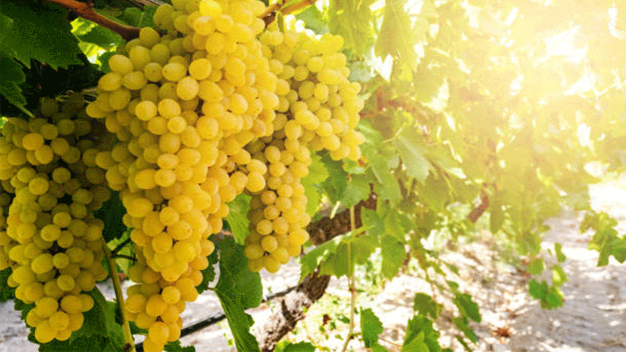 Sarıgöl Sultaniye Üzümleri İç Pazarda: İlk Sevkiyatlar Başladı, Fiyatlar 35-50 TL