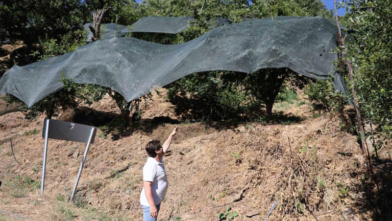 Ege’de Meyve Üreticisi Zararda: Erik ve Kiraz Fiyatları 20 Kat Arttı