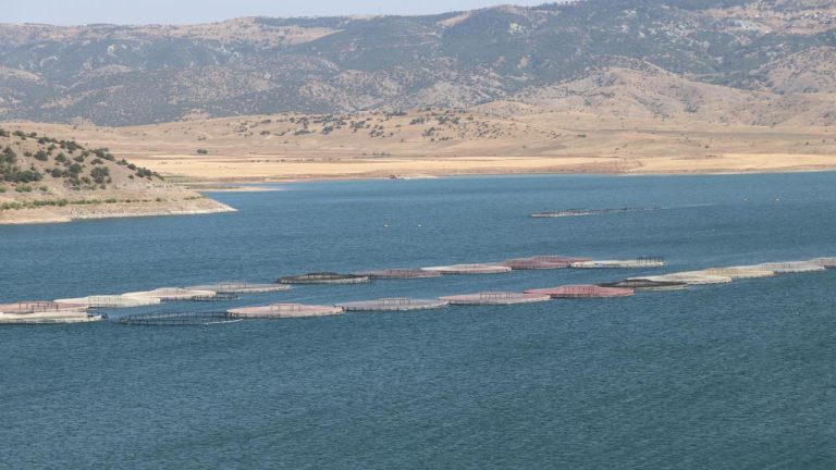 Yozgat Barajı’ndan Avrupa’ya Balık İhracatı: Türk Somonu ve Alabalık Atağı