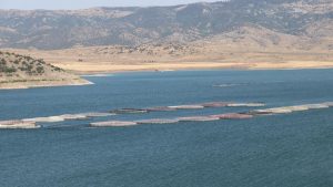 Yozgat Barajı’ndan Avrupa’ya Balık İhracatı: Yıllık 225 Ton Üretim
