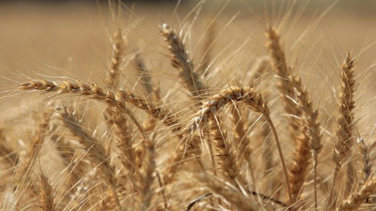 Küresel Hububat Üretimi Rekor Kıracak: 2,376 Milyar Ton Bekleniyor