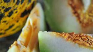 Kırkağaç Kavunu AB Tescilini Aldı: Üreticiler İçin Yeni Fırsatlar