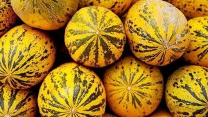 Kırkağaç Kavunu ve Mut Zeytinyağı AB Tescilli: Coğrafi İşaret Atağı!