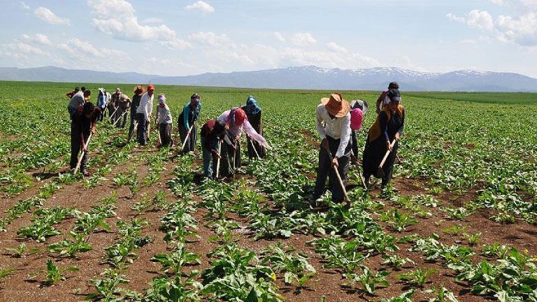 DMM: Mevsimlik Tarım İşçiliğinde Kayıt Dışı İstihdamla Mücadele Sürüyor