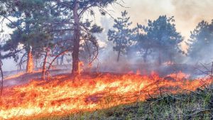 Orman Yangınlarının Ekonomik Faturası: Söndürme ve Rehabilitasyon 14.2 Milyar TL