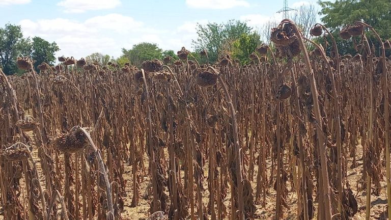 Trakya’da Kuraklık Alarmı: Ayçiçeği Üretimi Düşüyor, Çiftçi Alternatif Arayışında