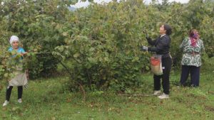 Fındık Hasadı Başladı: Üreticiler 2025 Alım Fiyatını Bekliyor