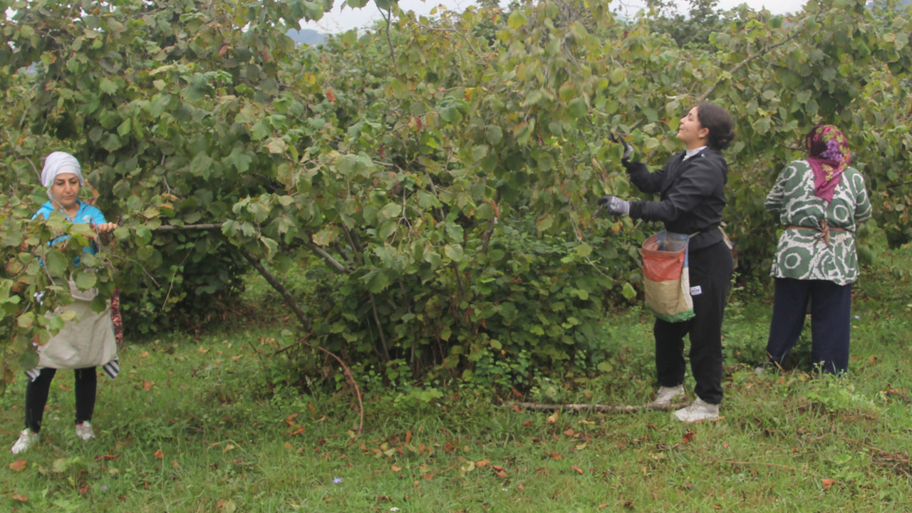 Fındık Hasadı Başladı: Üreticiler 2025 Alım Fiyatını Bekliyor