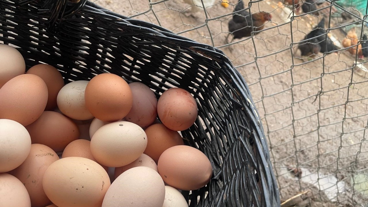 Yumurta Fiyatları Okul Açılışıyla Yükselecek mi? Uzmanlardan Kritik Uyarı!