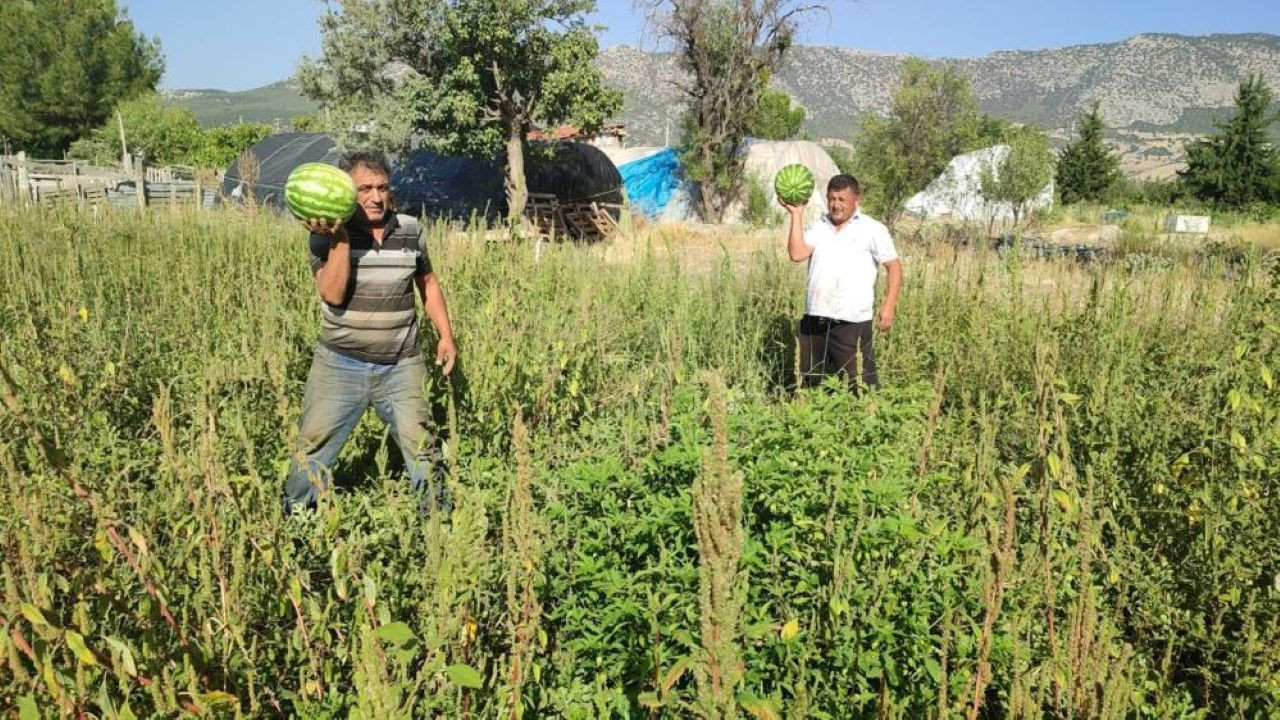 Denizlili Üretici Karpuzunu Değerinde Satamayınca Bedava Dağıttı!