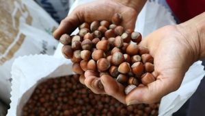 Kuraklık ve Don Fındık Üretimini Vurdu: Rekoltede Düşüş Bekleniyor