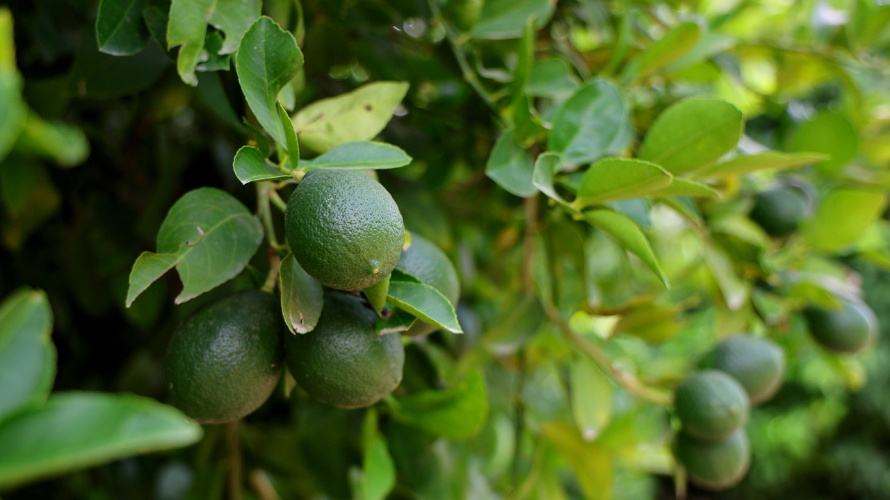 Limon Fiyatları Rekor Kırdı: Zirai Don Hasadı Vurdu, Fiyatlar Ne Olacak?