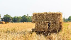 Kuraklık ve Verim Düşüşü Yozgat’ta Saman Fiyatlarını Üçe Katladı
