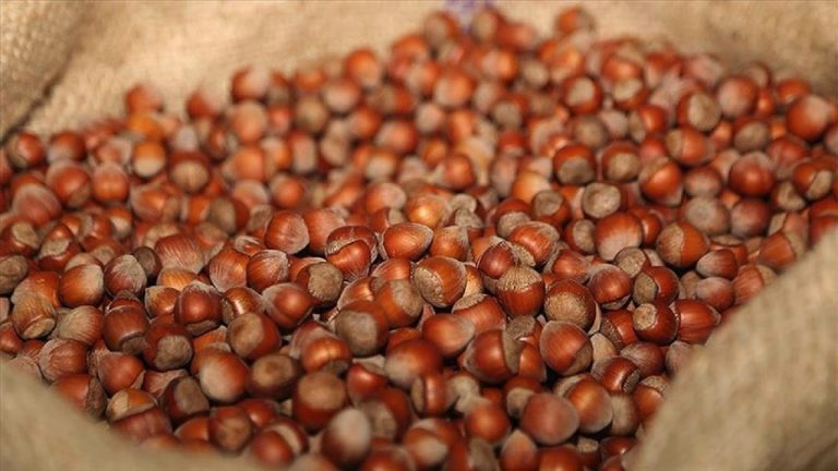 Fındık İhracatında Rekor Gelir: Türkiye Ekonomisine Büyük Katkı