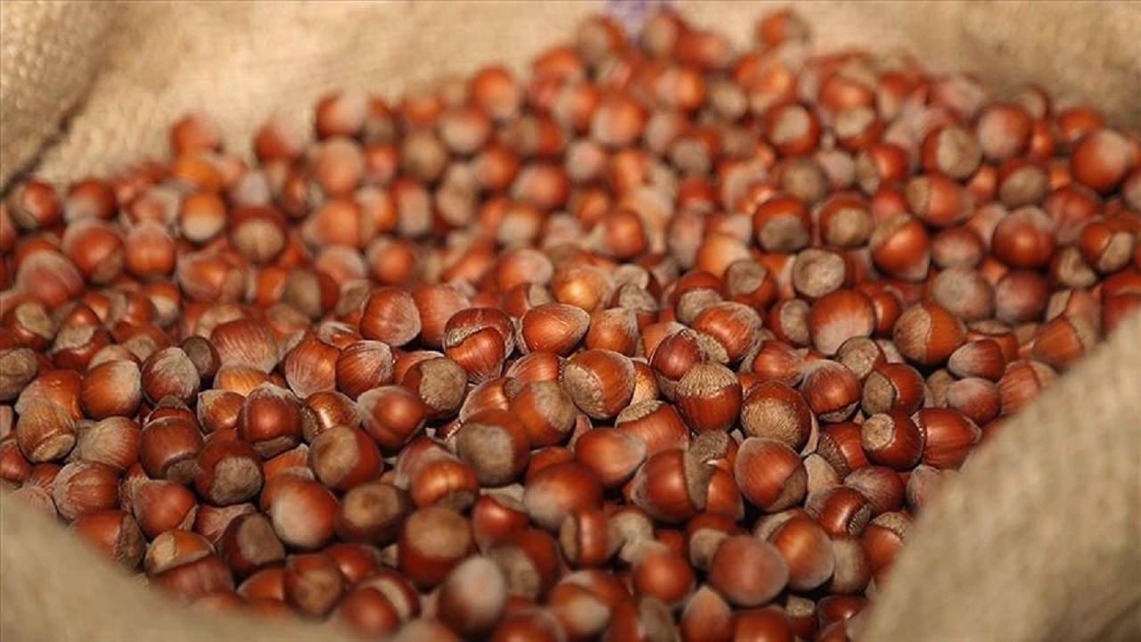 Fındık İhracatında Rekor Gelir: Türkiye Ekonomisine Büyük Katkı