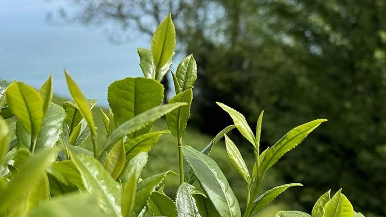 ÇAYKUR’dan Rekor Yakın İkinci Sürgün: Tarihin En Yüksek Alımı Gerçekleşti