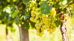 Sultaniye Üzüm Hasadı Başladı: Sarıgöl Üretimi Türkiye Geneline Yayılıyor