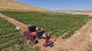 Elazığ’da Domates Hasadı Başladı: Tarlada 8 TL, Manavda 25 TL!