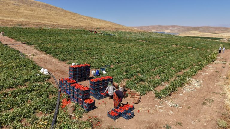 Elazığ’da Domates Hasadı Başladı: Tarlada 8 TL, Manavda 25 TL!