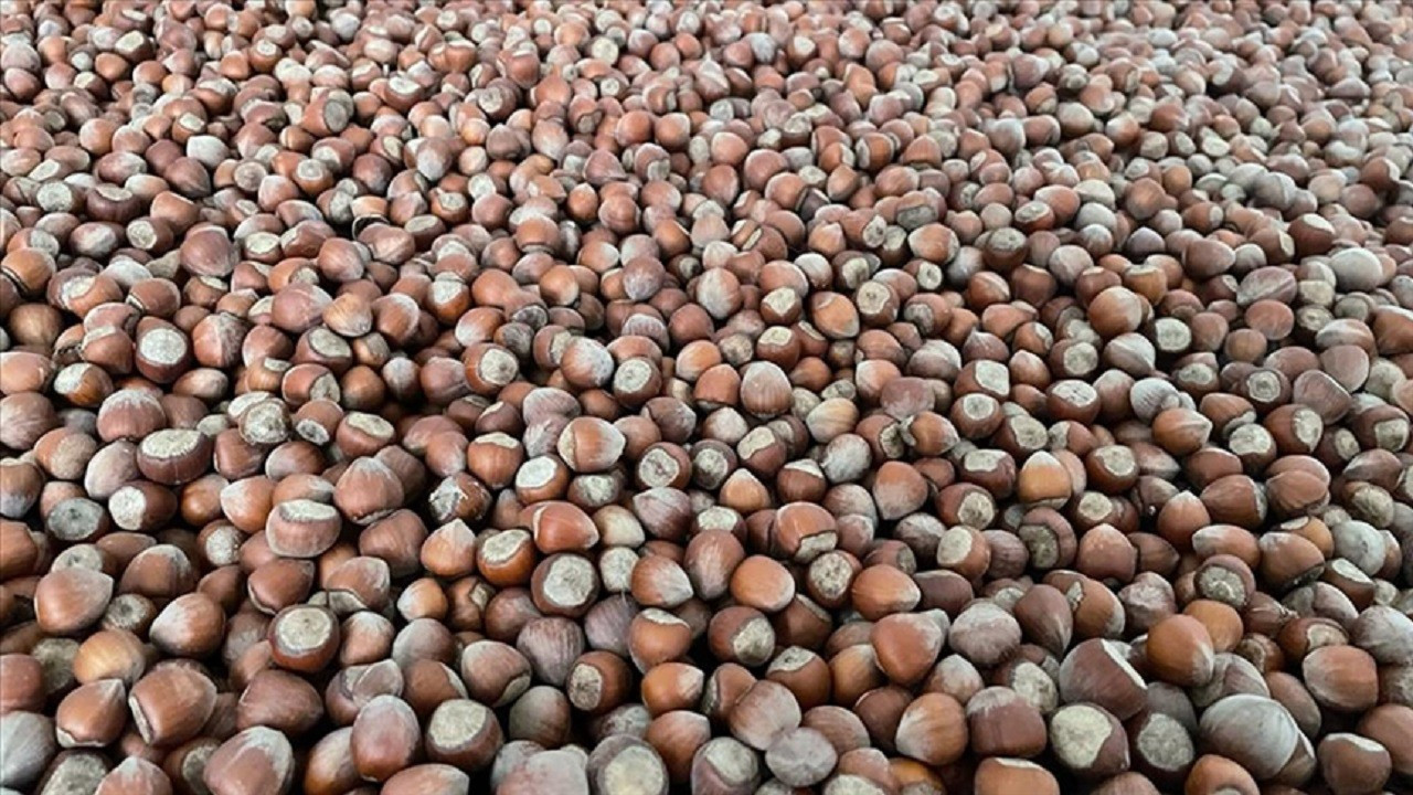 2025 Fındık Rekolte Tahmini Açıklandı: Üretim 453 Bin Ton Bekleniyor