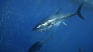 Türkiye’den Uzak Doğu’ya Orkinos İhracatı Rekoru: Gelirler Yükselişte!