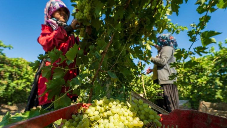Manisa Saruhanlı’da Don Felaketi Üzüm Hasadını Vurdu: Rekolte Alarm Veriyor