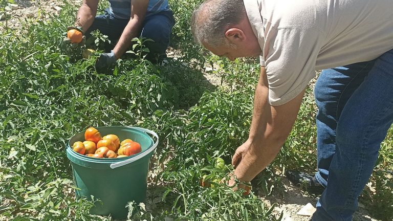 Don Kayısıyı Vurdu, Üretici Ata Tohumu Domatesle Umut Tazeledi